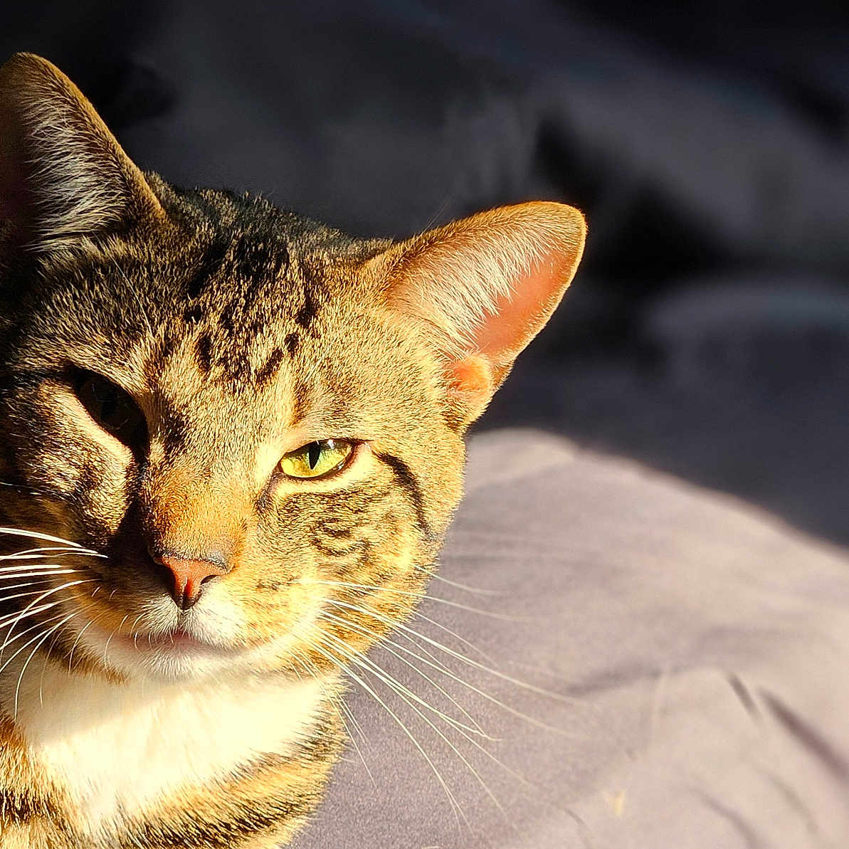 Pluto joined the competition — help win amazing prizes! animal, cat, close_up, cozy, cute, domestic_animal, face, feline, fur, green_eyes, indoor, mammal, pet, portrait, relaxing, resting, sleepy, sunlight, tabby, whiskers
