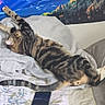 Pluto is registered to the contest to win money with this photo: animal, bed, blanket, cat, comfort, cozy, domestic_animal, feline, fur, indoor, paw, pet, pillow, relaxation, resting, sleepy, stretching, striped, tabby, tail