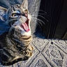 Pluto joined the competition — help win amazing prizes! animal, carpet, cat, closeup, cute, domestic, ears, feline, fur, home, indoor, kitten, meowing, mouth_open, pet, playful, sitting, tabby, texture, whiskers