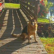Fifilles a rejoint le concours — aidez-le/la à gagner de superbes lots ! dog, german_shepherd, bridge, wooden_bridge, autumn, leaves, sunlight, shadow, outdoor, nature, grass, tree, water, river, fence, animal, pet, park, daylight, scenery