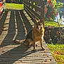 dog, german_shepherd, bridge, wooden_bridge, autumn, leaves, sunlight, shadow, outdoor, nature, grass, tree, water, river, fence, animal, pet, park, daylight, scenery