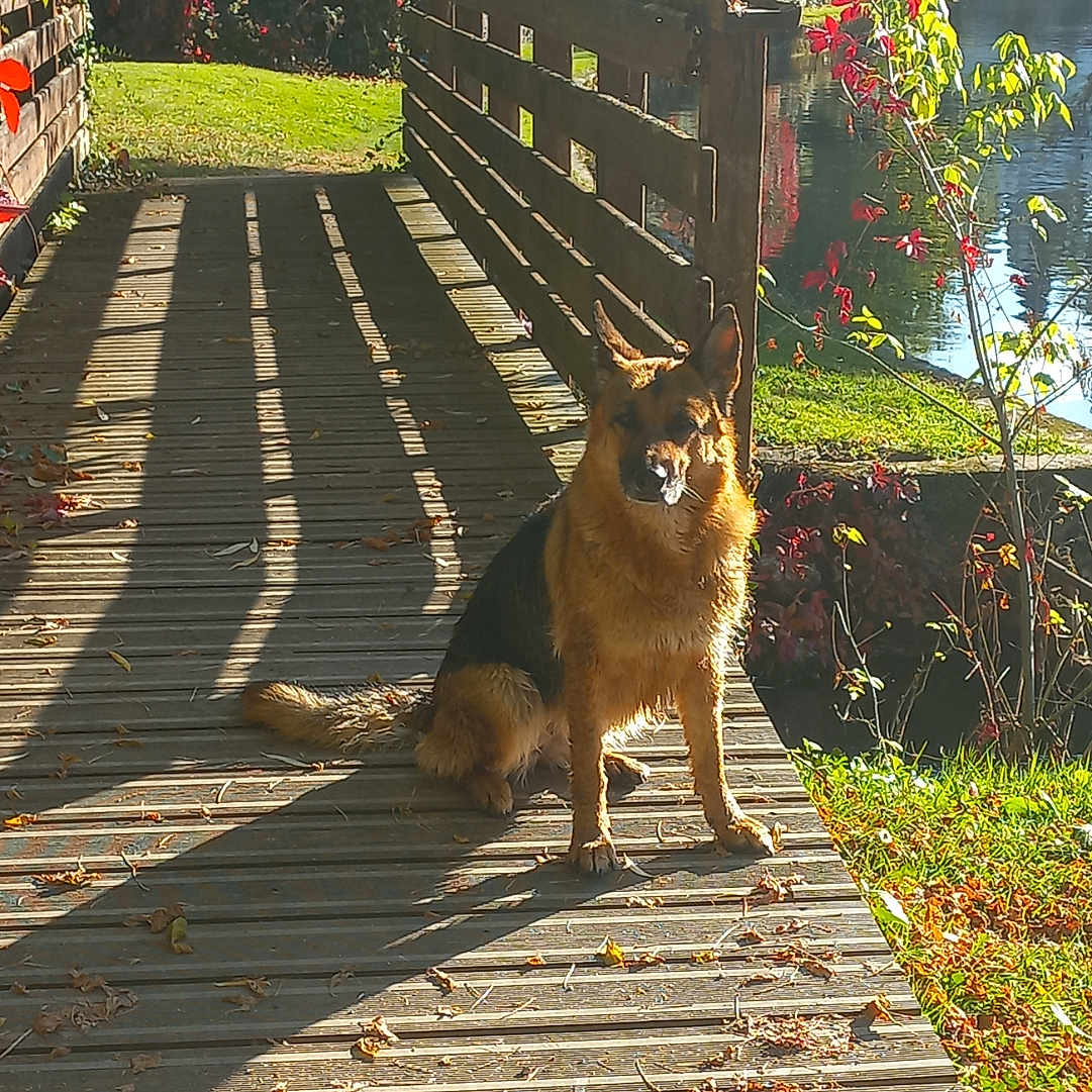 Fifilles a rejoint le concours — aidez-le/la à gagner de superbes lots ! animal, autumn, bridge, daylight, dog, fence, german_shepherd, grass, leaves, nature, outdoor, park, pet, river, scenery, shadow, sunlight, tree, water, wooden_bridge