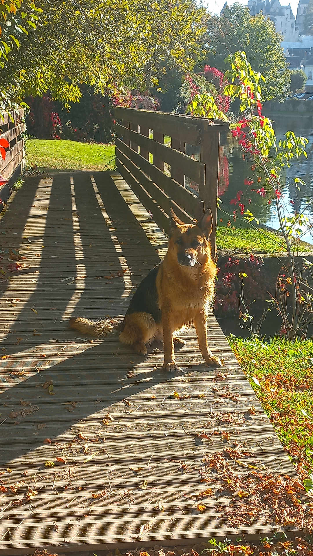 Fifilles a rejoint le concours — aidez-le/la à gagner de superbes lots ! dog, german_shepherd, bridge, wooden_bridge, autumn, leaves, sunlight, shadow, outdoor, nature, grass, tree, water, river, fence, animal, pet, park, daylight, scenery