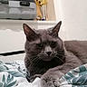 Jésus participe au concours pour gagner de l'argent avec cette photo : cat, gray_cat, pet, indoor, blanket, leaf_pattern, furniture, suitcase, trophy, wall, relaxed, lying_down, whiskers, ears, fur, closeup, bedroom, cozy, domestic_animal, animal