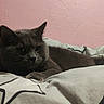 Jésus a rejoint le concours — aidez-le/la à gagner de superbes lots ! cat, gray_cat, pet, indoor, bed, blanket, star_pattern, pink_wall, feline, resting, cozy, fur, animal, cute, whiskers, ears, paws, sleepy, domestic_cat, relaxing