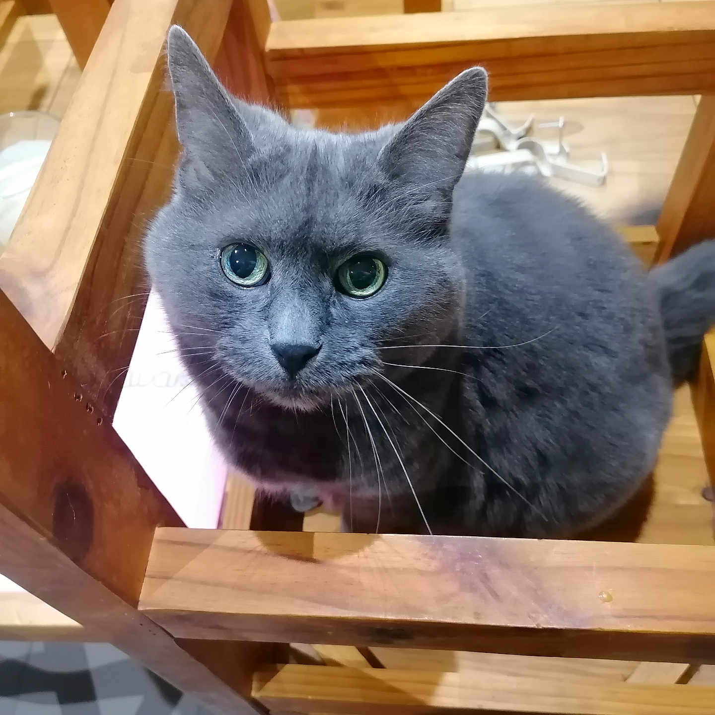 Jésus a rejoint le concours — aidez-le/la à gagner de superbes lots ! cat, gray_cat, wooden_chair, furniture, indoor, pet, whiskers, curious, wide_eyes, looking_up, animal, domestic_animal, fur, tail, ears, floor_tiles, close_up, portrait, cute, household