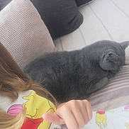Jésus a rejoint le concours — aidez-le/la à gagner de superbes lots ! cat, grey_cat, bed, cushion, striped_sheets, person, hand, thumbs_up, pajamas, winnie_the_pooh, yellow, red, pink, hair, sleeping_cat, indoor, relaxing, cozy, soft_lighting, casual