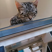 Gaïa a rejoint le concours — aidez-le/la à gagner de superbes lots ! kitten, cat, sleeping, tabby, indoor, resting, feline, closeup, metal, whiskers, ears, face, young, pet, domestic_animal, animal, cute, soft_light, furniture, household