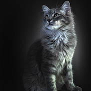 Akio participe au concours pour gagner de l'argent avec cette photo : animal, cat, curious, cute, dark_background, domestic_animal, ears, feline, fluffy, fur, gray, indoor, looking_away, mammal, pet, portrait, sitting, soft_light, tabby, whiskers