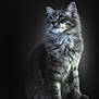 animal, cat, curious, cute, dark_background, domestic_animal, ears, feline, fluffy, fur, gray, indoor, looking_away, mammal, pet, portrait, sitting, soft_light, tabby, whiskers