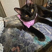 Omen is registered to the contest to win money with this photo: black_cat, cat, pet, animal, indoor, quilt, floral_pattern, bandana, yellow_eyes, fur, relaxed, cozy, lying_down, bedroom, domestic_cat, cute, mammal, whiskers, paws, feline