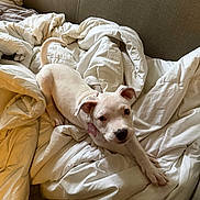 Blossom is registered to the contest to win money with this photo: puppy, dog, white_dog, bed, blanket, stretching, collar, indoor, cute, pet, canine, fur, head, ears, snout, couch, cozy, messy_bed, looking_up, animal