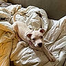 animal, bed, blanket, canine, collar, couch, cozy, cute, dog, ears, fur, head, indoor, looking_up, messy_bed, pet, puppy, snout, stretching, white_dog