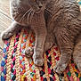 animal, braided_rug, cat, colorful_rug, curious, domestic_animal, feline, floor, fur, gray_cat, indoor, laying_down, mammal, orange_eyes, paws, pet, relaxed, rug, whiskers, wooden_floor