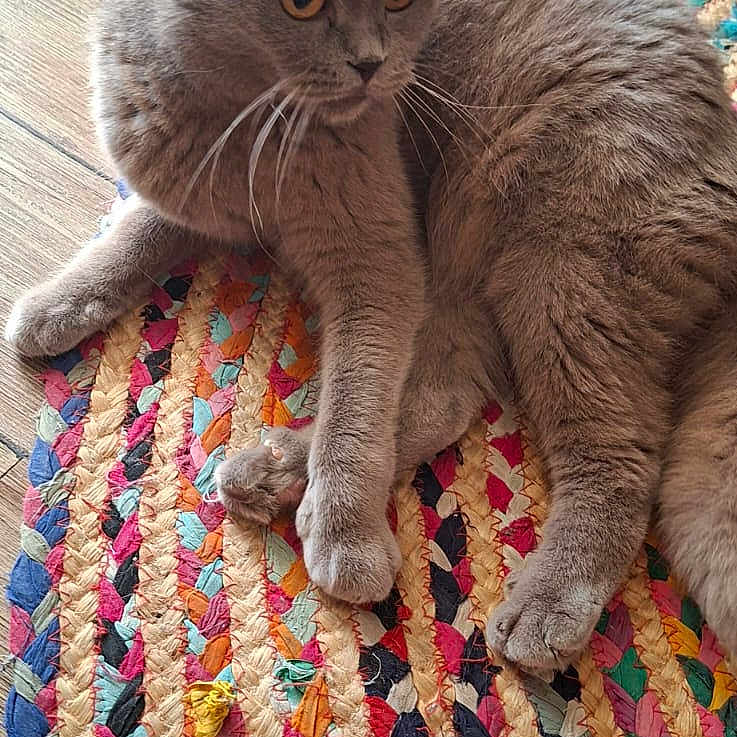 Nadine Belfort participe au concours pour gagner de l'argent avec cette photo : animal, braided_rug, cat, colorful_rug, curious, domestic_animal, feline, floor, fur, gray_cat, indoor, laying_down, mammal, orange_eyes, paws, pet, relaxed, rug, whiskers, wooden_floor
