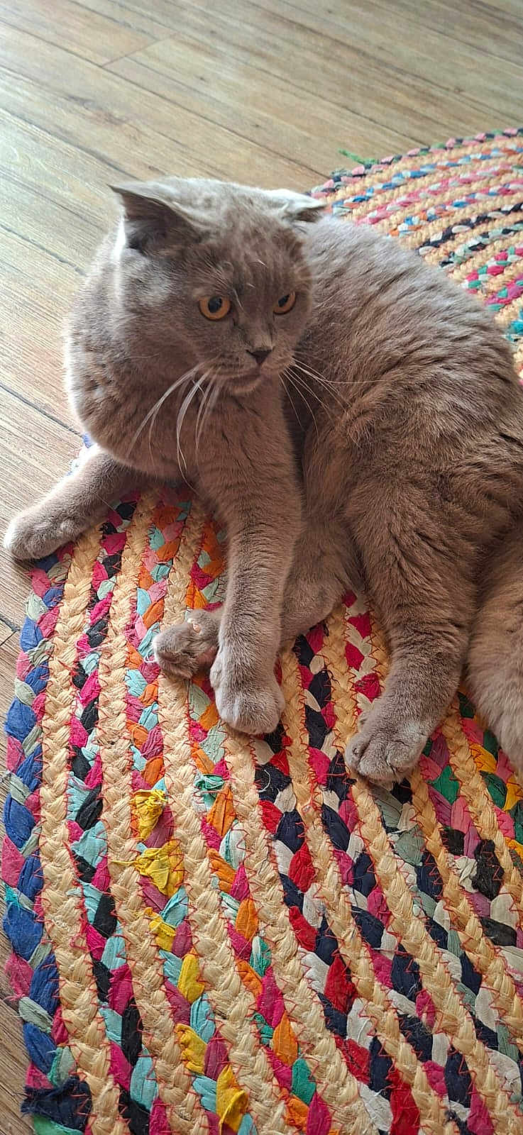 Nadine Belfort participe au concours pour gagner de l'argent avec cette photo : animal, braided_rug, cat, colorful_rug, curious, domestic_animal, feline, floor, fur, gray_cat, indoor, laying_down, mammal, orange_eyes, paws, pet, relaxed, rug, whiskers, wooden_floor