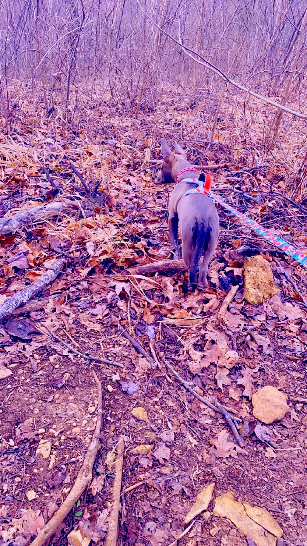 Vixen is registered to the contest to win money with this photo: autumn, carnivore, deciduous, dog, electric_blue, fawn, forest, grass, natural_landscape, people_in_nature, plant, soil, sporting_group, tail, tree, twig, wildlife, winter, wood, woodland