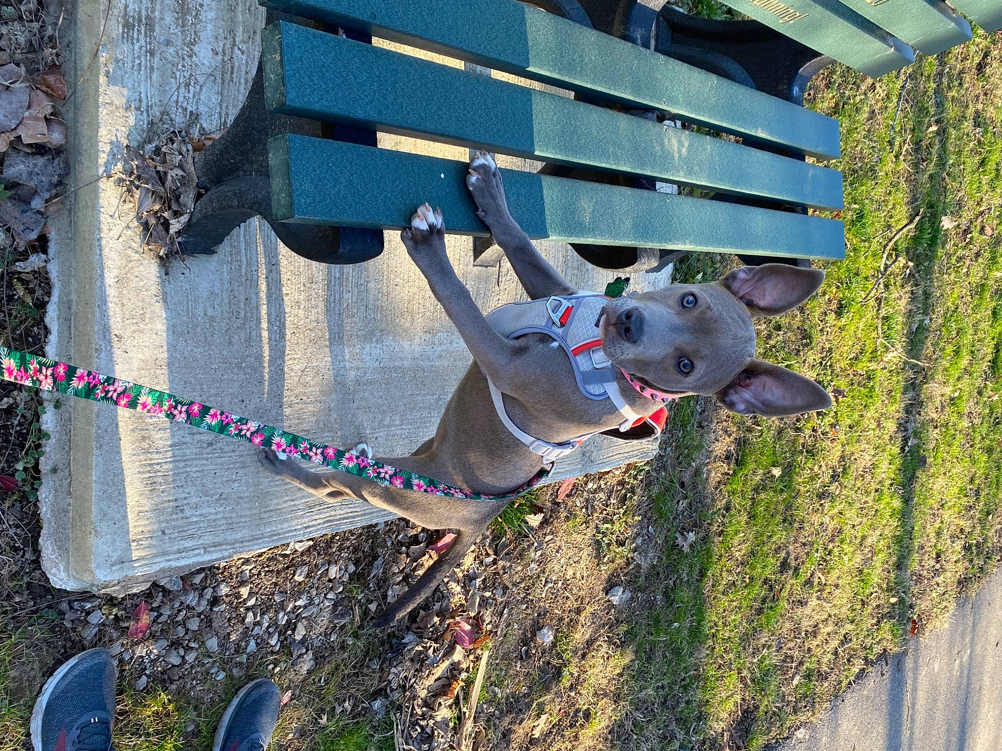 Vixen joined the competition — help win amazing prizes! art, carmine, concrete, dog, fun, grass, landscape, leisure, plant, sculpture, shadow, shrub, sporting_group, tree, wood, working_animal