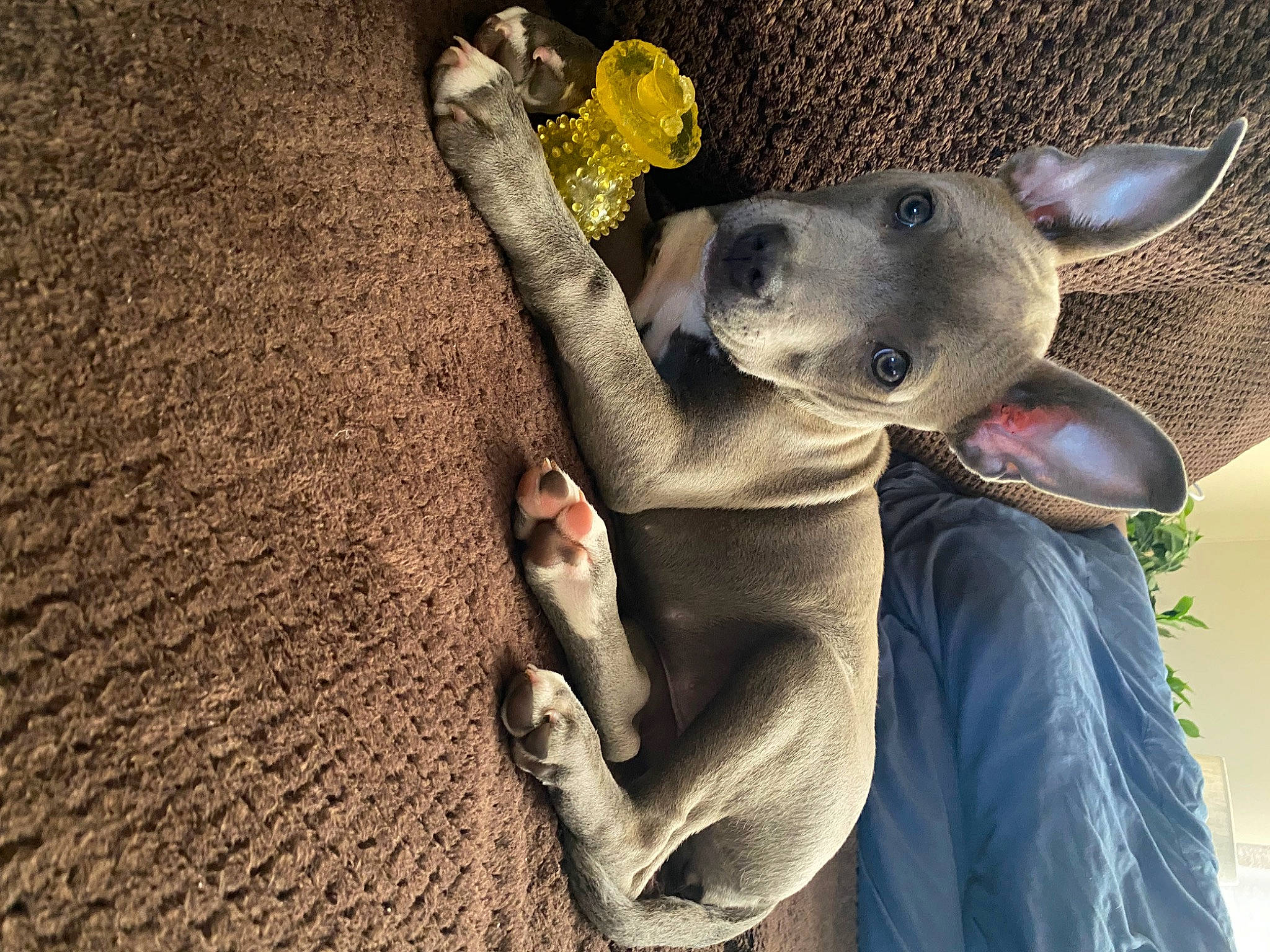 Vixen joined the competition — help win amazing prizes! canidae, carnivore, companion_dog, cowboy_hat, fashion_accessory, fawn, fun, fur, gesture, grass, hat, selfie, sitting, snout, soil, stuffed_toy, sun_hat, toy, wood, working_animal