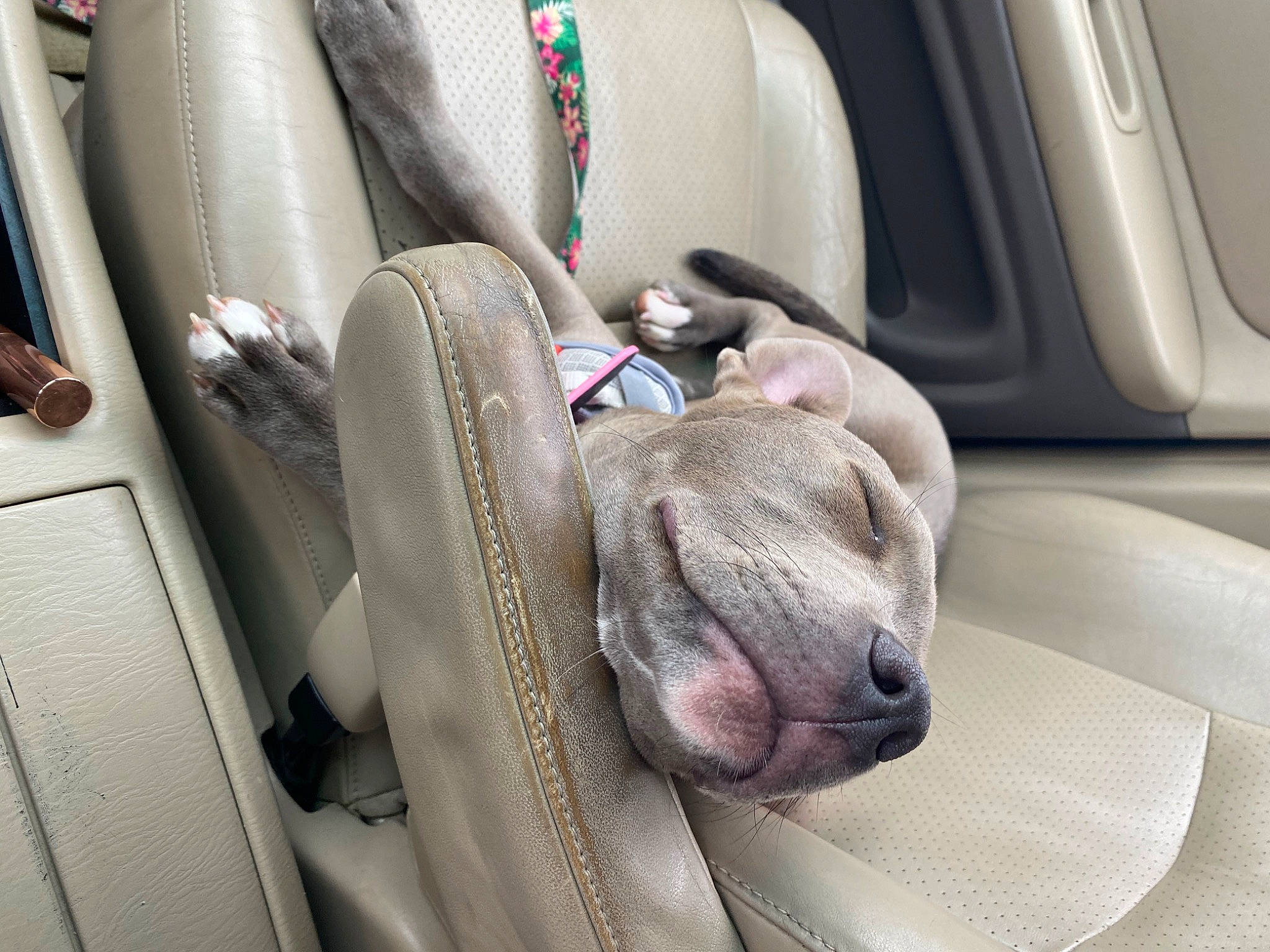 Vixen joined the competition — help win amazing prizes! auto_part, automotive_design, canidae, car, car_seat, car_seat_cover, carnivore, comfort, companion_dog, dog, dog_breed, family_car, fawn, head_restraint, luxury_vehicle, motor_vehicle, personal_luxury_car, sporting_group, vehicle, vehicle_door