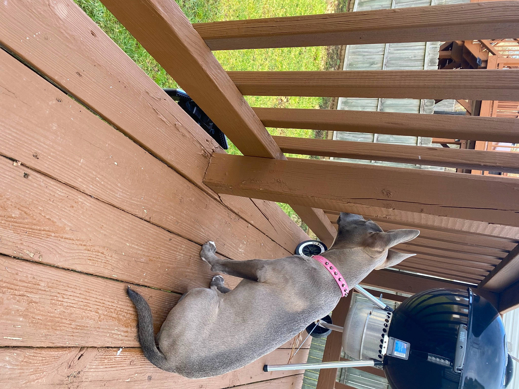 Vixen is registered to the contest to win money with this photo: ceiling, comfort, daylighting, fawn, hardwood, line, lumber, marsupial, plank, plywood, shade, terrestrial_animal, tints_and_shades, wood, wood_stain