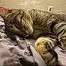 cat, tabby_cat, sleeping, pet, feline, animal, whiskers, ears, paws, fur, striped, cozy, blanket, bed, indoors, resting, relaxed, close_up, portrait, nap