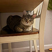 Papa Boys joined the competition — help win amazing prizes! cat, tabby_cat, pet, animal, feline, sleepy, winking, whiskers, ears, fur, striped_fur, lying_down, lounging, indoor, under_table, chair, wooden_floor, window_light, home, portrait
