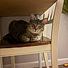 cat, tabby_cat, pet, animal, feline, sleepy, winking, whiskers, ears, fur, striped_fur, lying_down, lounging, indoor, under_table, chair, wooden_floor, window_light, home, portrait
