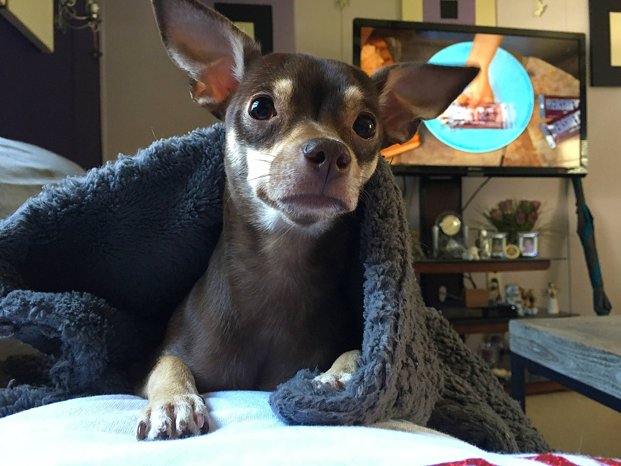 Callie is registered to the contest to win money with this photo: canidae, carnivore, chihuahua, companion_dog, dog, dog_breed, dog_supply, ear, fawn, fur, picture_frame, prazsky_krysarik, puppy, russkiy_toy, snout, sporting_group, terrestrial_animal, toy_dog, whiskers, working_animal