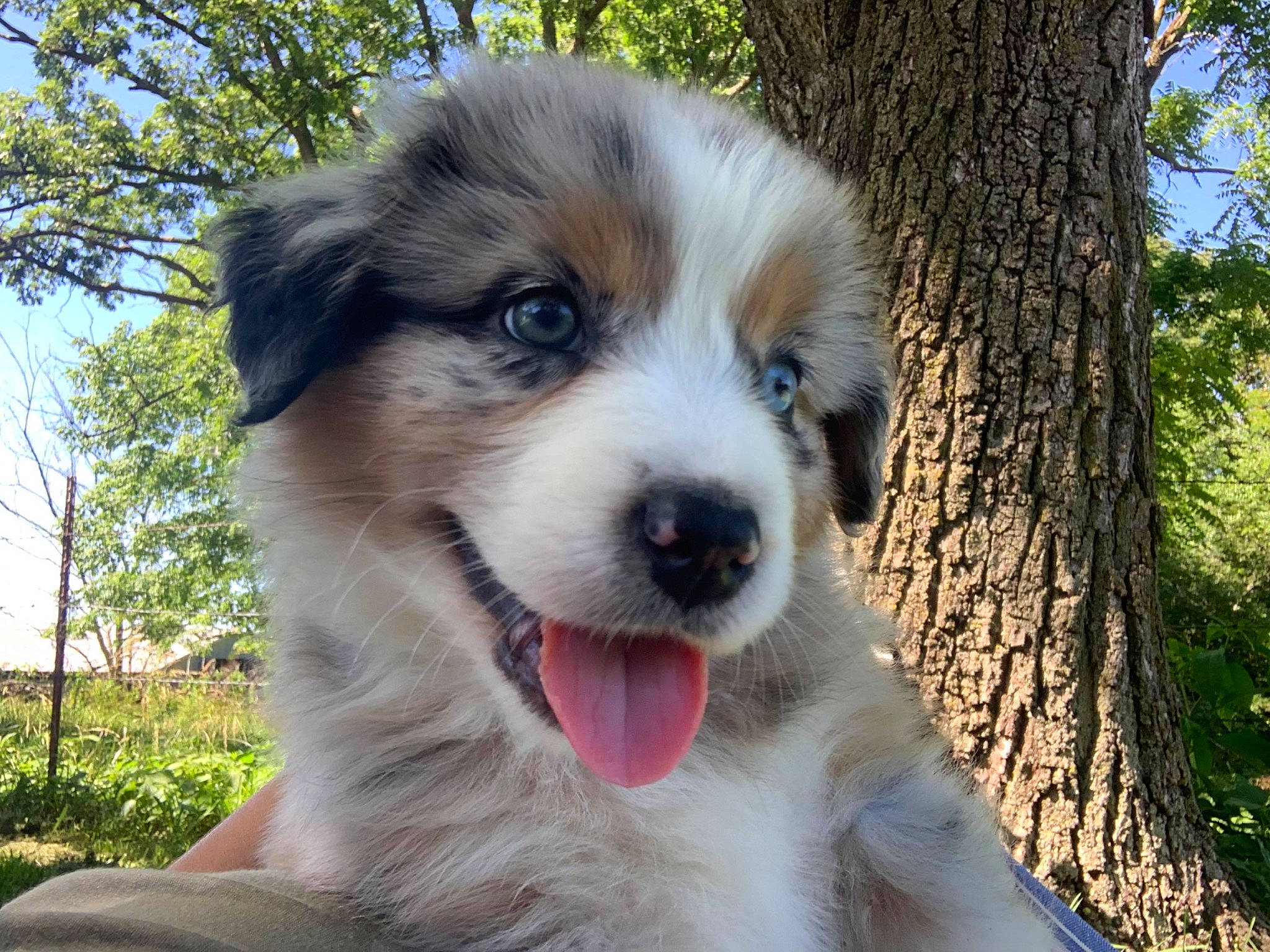 Zoey joined the competition — help win amazing prizes! australian_collie, australian_shepherd, canidae, carnivore, companion_dog, dog, dog_breed, great_pyrenees, mammal, miniature_australian_shepherd, moscow_watchdog, mucuchies, puppy, pyrenean_mastiff, rare_breed_dog, snout, sporting_group, tornjak, vertebrate, working_dog