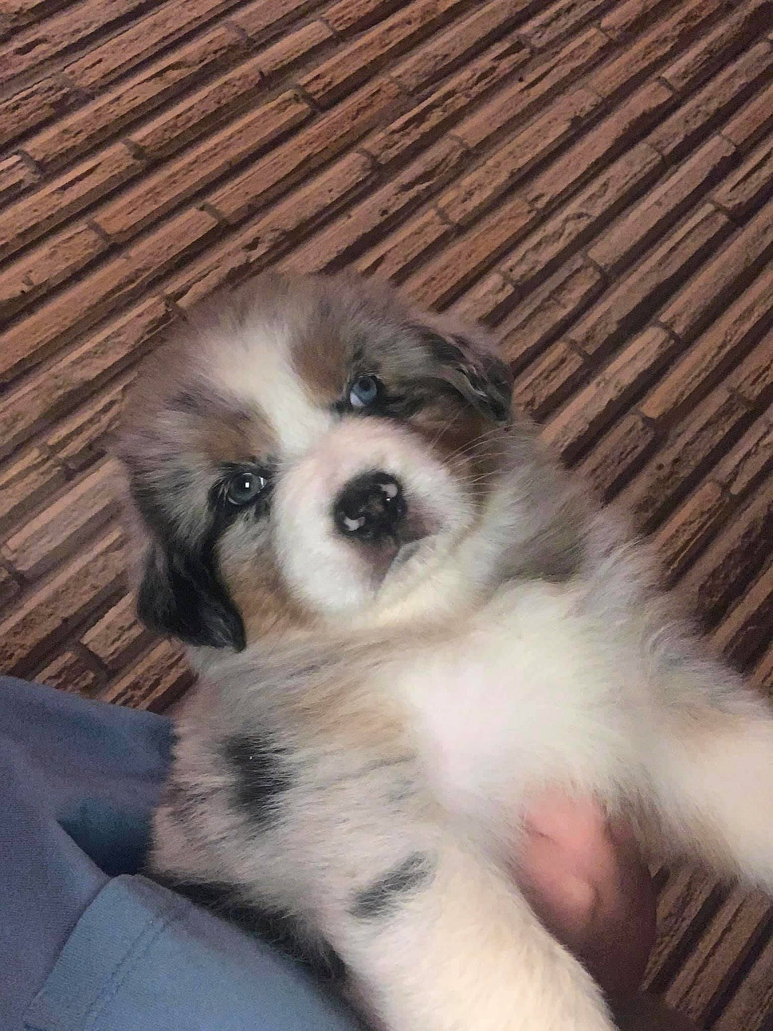 Zoey joined the competition — help win amazing prizes! alaskan_malamute, australian_shepherd, canidae, carnivore, companion_dog, dog, dog_breed, mammal, miniature_australian_shepherd, nose, puppy, puppy_love, rare_breed_dog, snout, sporting_group, vertebrate