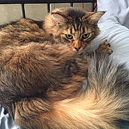 Neiko joined the competition — help win amazing prizes! american_curl, asian_semi_longhair, british_longhair, british_semi_longhair, carnivore, cat, cymric, domestic_long_haired_cat, felidae, fur, kitten, maine_coon, mammal, norwegian_forest_cat, ragamuffin, siberian, small_to_medium_sized_cats, somali, vertebrate, whiskers