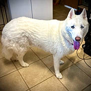 Rocky joined the competition — help win amazing prizes! accessories, animal, bodypart, canine, cat, dog, eskimodog, husky, leash, mouth, person, pet, puppy, strap, tongue, white, whitedog