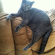 Mork is registered to the contest to win money with this photo: black_cat, british_shorthair, carnivore, cat, chartreux, claw, domestic_short_haired_cat, felidae, korat, mammal, nebelung, russian_blue, small_to_medium_sized_cats, whiskers