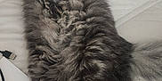 Onyx joined the competition — help win amazing prizes! cat, tabby, fluffy, bed, white_bedspread, sleeping, relaxed, indoor, feline, pet, paw, tail, fur, whiskers, domestic_animal, cord, cable, resting, cozy, animal