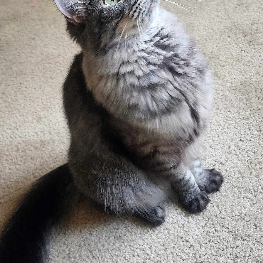 Onyx is registered to the contest to win money with this photo: carpet, cat, cozy, curious, domestic_animal, ears, feline, fluffy, fur, gray_cat, green_eyes, home, indoor, looking_up, pet_bed, pet_toys, sitting, tabby, tail, whiskers