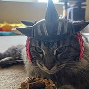 Onyx is registered to the contest to win money with this photo: cat, tabby, helmet, spikes, toy, wooden, carpet, indoor, pet, animal, closeup, feline, paw, window, light, blurred_background, household, relaxed, playful, costume