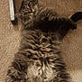 Onyx is registered to the contest to win money with this photo: cat, fluffy, carpet, lying_down, pet, indoor, feline, fur, relaxed, animal, whiskers, tabby, cute, domestic, resting, looking, wide_eyes, four_legs, tail, metal_furniture