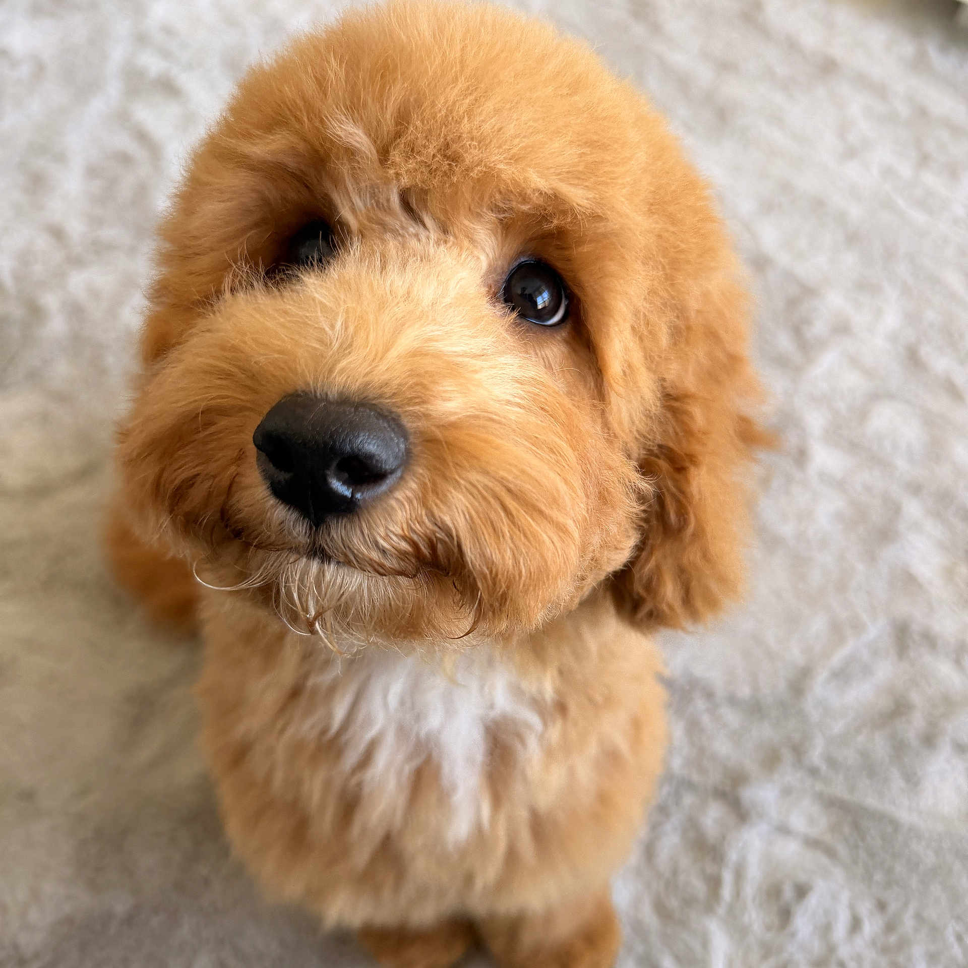 Paolo joined the competition — help win amazing prizes! adorable, animal, blurred_background, brown, caramel_color, carpet, close_up, companion, cute, dog, fluffy, friendly, indoor, looking_up, pet, puppy, sitting, small_dog, soft_fur, toy