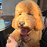 Paolo is registered to the contest to win money with this photo: adorable, animal, being_held, black_clothing, close_up, curly_fur, cute, dog, fluffy, golden_doodle, hand, indoor, person, pet, portrait, puppy, sunlight, tattoo, tongue_out, warm_light