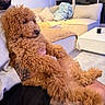 Paolo joined the competition — help win amazing prizes! blanket, casual, comfort, couch, cozy, curly_hair, dog, fur, furniture, holding, home, human_hand, indoor, living_room, man, pet, portrait, relaxation, seated, tattoo