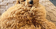 Paolo is registered to the contest to win money with this photo: animal, beige, blanket, carpet, chair, cozy, curled_up, curly_fur, cute, dog, fluffy, furniture, indoor, living_room, looking_at_camera, pet, puppy, relaxed, soft, table