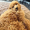 animal, beige, blanket, carpet, chair, cozy, curled_up, curly_fur, cute, dog, fluffy, furniture, indoor, living_room, looking_at_camera, pet, puppy, relaxed, soft, table