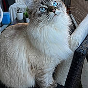 Una a rejoint le concours — aidez-le/la à gagner de superbes lots ! blue_eyes, cat, chair, close_up, cozy, curious, domestic_animal, feline, fluffy, furniture, home, indoor, looking_up, pet, plant, portrait, relaxed, soft_fur, whiskers, wicker