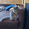 cat, gray_cat, fluffy, long_hair, pet, animal, sitting, sofa, couch, tail, indoor, living_room, pillows, blanket, bookshelf, books, furniture, tile_floor, portrait, funny