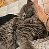 cat, kitten, gray_cat, fluffy, long_hair, sleeping, napping, pet, animal, whiskers, ears, closed_eyes, paws, fur, blanket, cozy, indoor, home, hand, tattoo