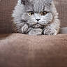cat, gray_cat, fluffy, longhaired, pet, animal, feline, sitting, paws, whiskers, ears, eyes, portrait, indoors, couch, sofa, bookshelf, books, home, cozy