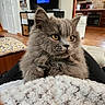 Blue participe au concours pour gagner de l'argent avec cette photo : cat, gray_cat, fluffy, long_hair, portrait, indoors, home, living_room, kitchen, blanket, cozy, sitting, staring, yellow_eyes, whiskers, feline, pet, furniture, wall_art, television