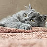 Blue participe au concours pour gagner de l'argent avec cette photo : cat, gray_cat, fluffy, long_hair, feline, pet, animal, lying_down, relaxed, sleepy, yellow_eyes, whiskers, paws, fur, blanket, pink_blanket, cozy, indoors, portrait, closeup