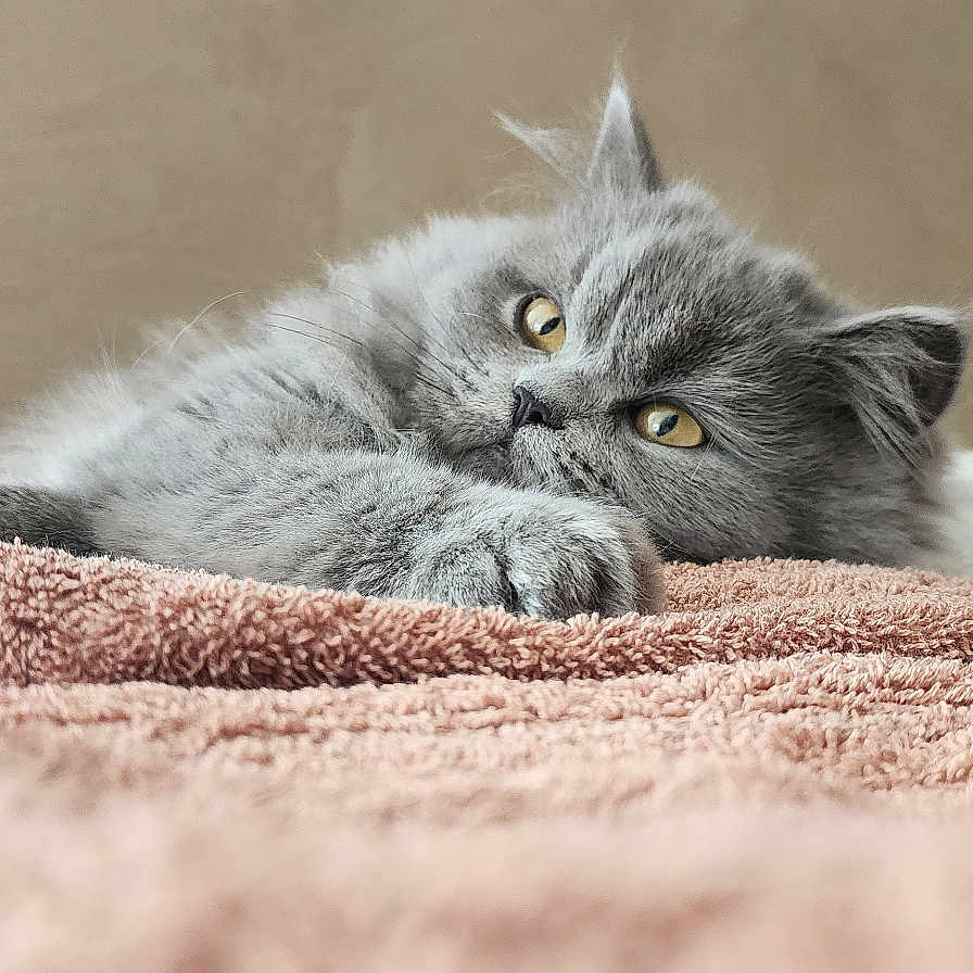 Blue participe au concours pour gagner de l'argent avec cette photo : cat, gray_cat, fluffy, long_hair, feline, pet, animal, lying_down, relaxed, sleepy, yellow_eyes, whiskers, paws, fur, blanket, pink_blanket, cozy, indoors, portrait, closeup